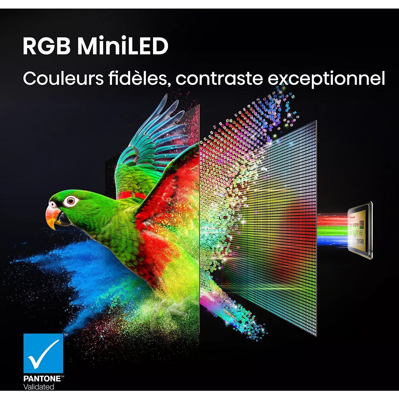 Un perroquet vibrant aux couleurs de l'arc-en-ciel met en valeur la technologie d'affichage MiniLED RVB du HISENSE 65UR9S RGB, offrant un contraste de couleurs exceptionnel.