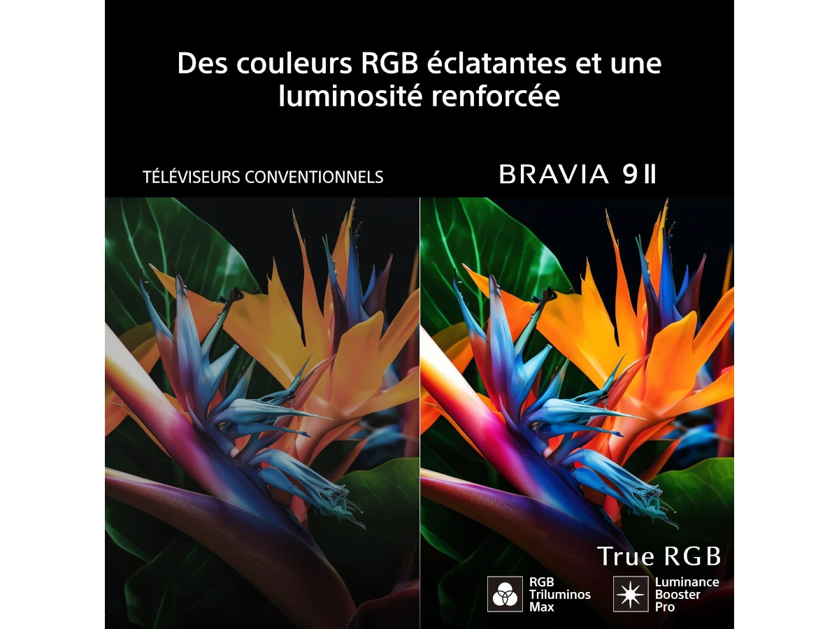 Image en deux parties : à gauche, une fleur d'oiseau de paradis aux couleurs ternes ; à droite, une explosion de couleurs vives sous le texte « True RGB » — découvrez une transformation époustouflante avec le SONY K-65XR95M2 True RGB.