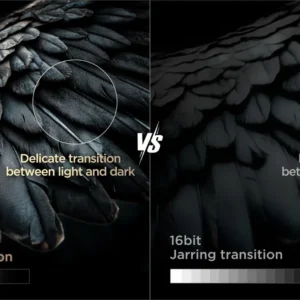 Comparaison entre les plumes d'oiseaux affichant des transitions douces du clair au foncé sur le TCL 65C8L et celles présentant des dégradés discordants sur un écran standard 16 bits.