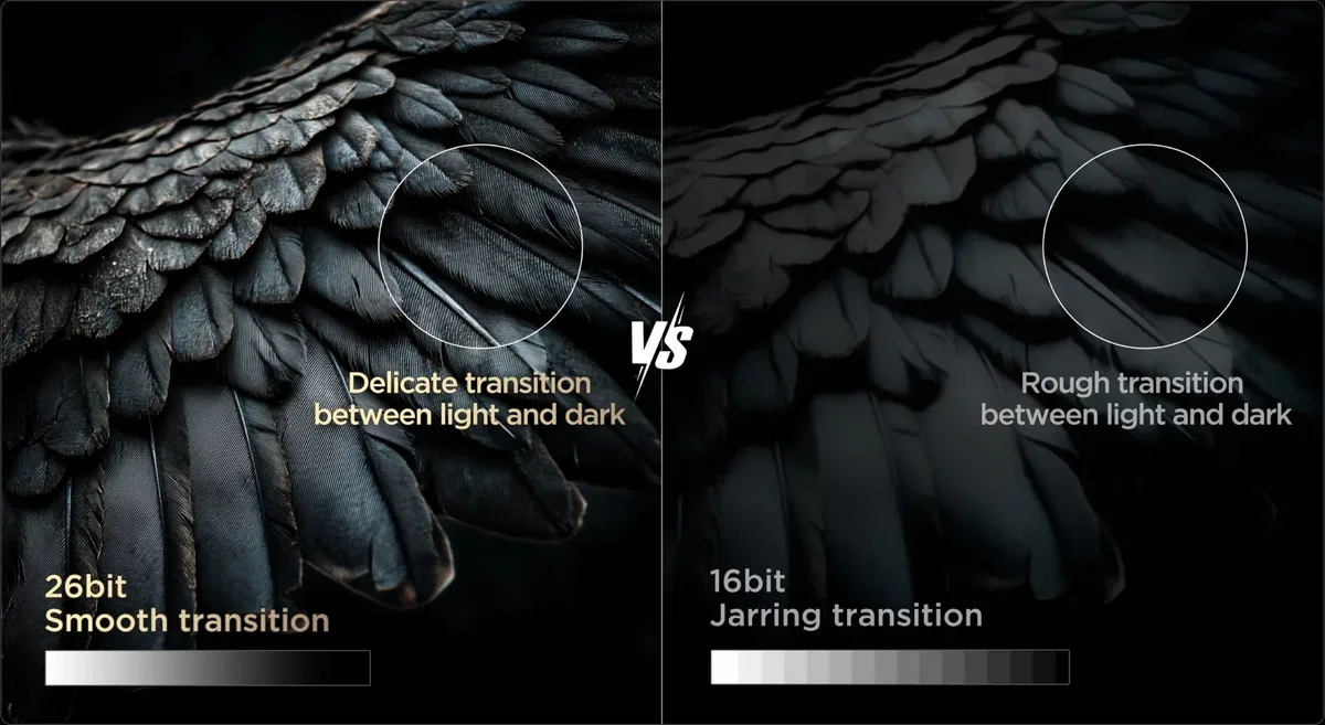Comparaison entre les plumes d'oiseaux affichant des transitions douces du clair au foncé sur le TCL 65C8L et celles présentant des dégradés discordants sur un écran standard 16 bits.